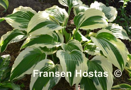 Hosta Ice Follies